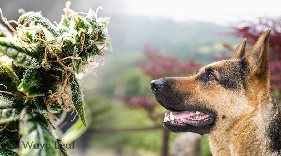 can drug dogs smell cbd oil