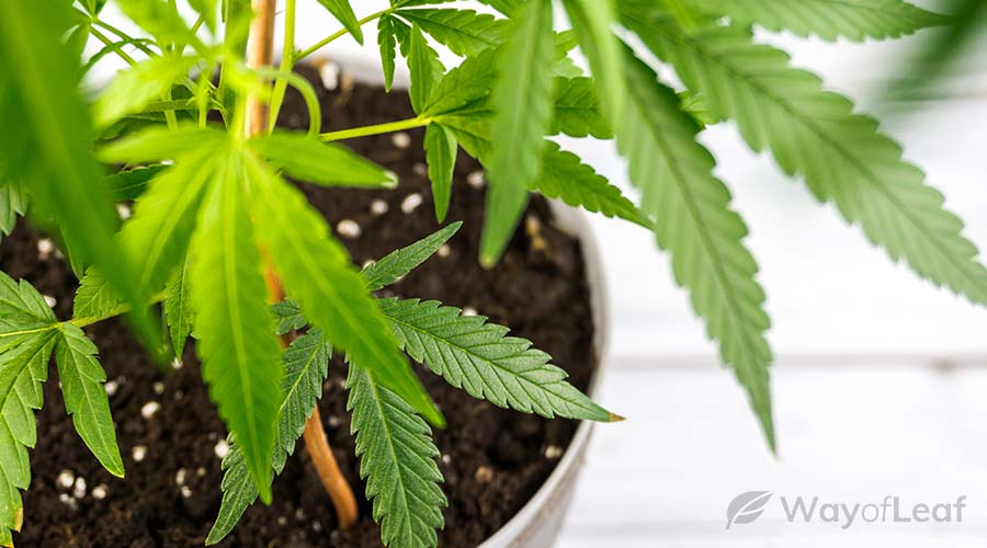 Best growing medium for indoor cannabis