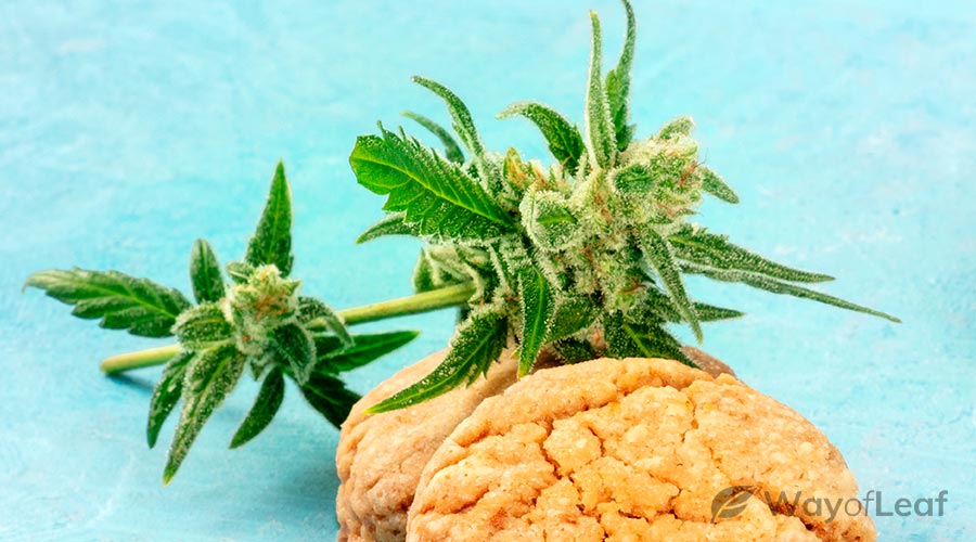 Mini marijuana grow