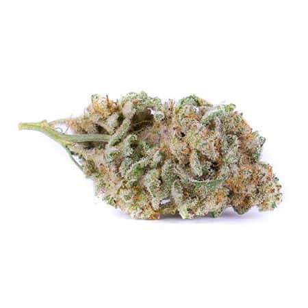 Head Cheese Strain The Complete Review Grower S Guide