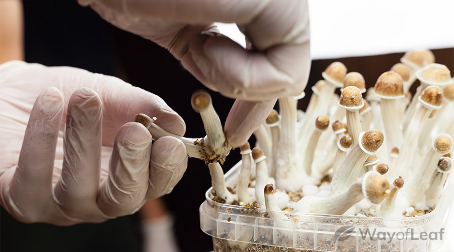 what do you need to grow mushrooms?