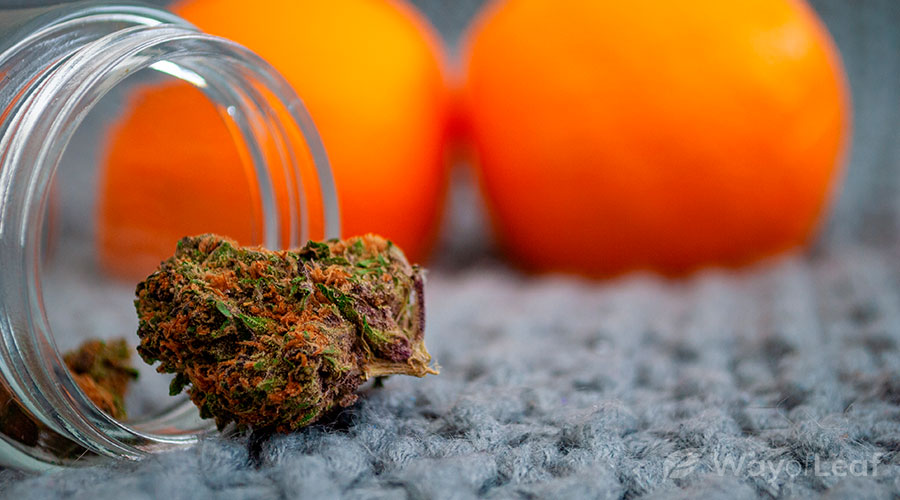 Orange Bud Marijuana Strain Information