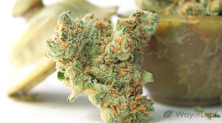 Top 5 Cannabis Strains With Euphoric Effects [Best Picks]