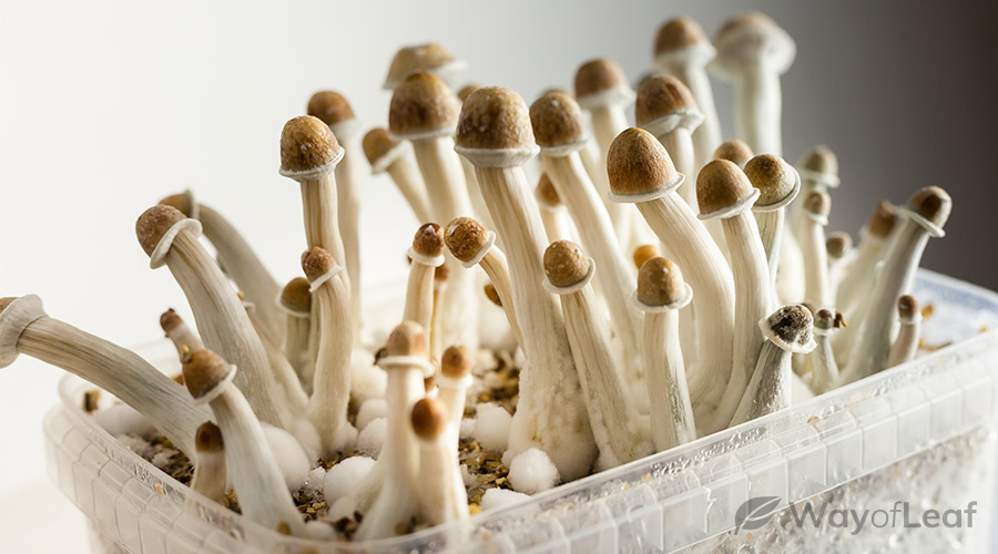 how-to-grow-psilocybin-mushrooms