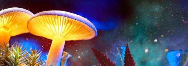 How to Grow Magic Mushrooms [All You Need to Know]