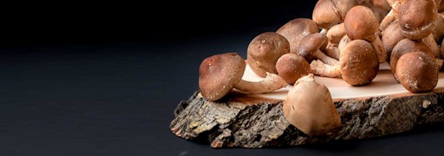 Medicinal Mushrooms: The Complete Guide