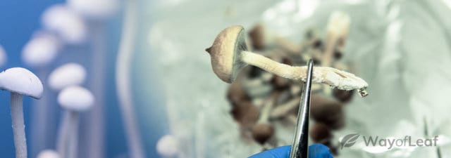Mushroom Dosage Calculator
