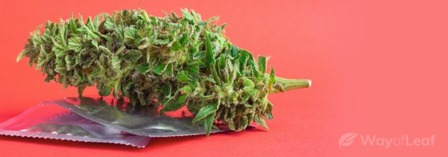 Cannabis and STDs: Are They Linked?