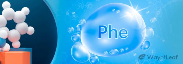 Phenylalanine: All About This Amino Acid