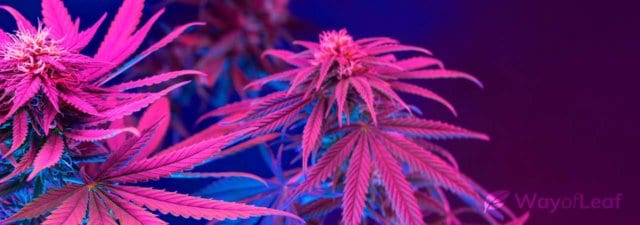 The Best Purple Cannabis Strains