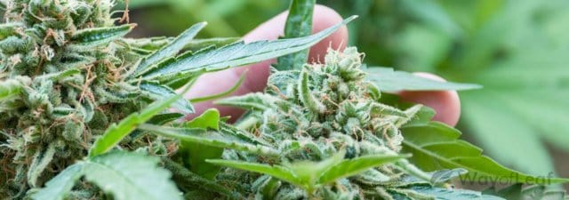 Does Cannabis Lollipopping Boost Your Yields?