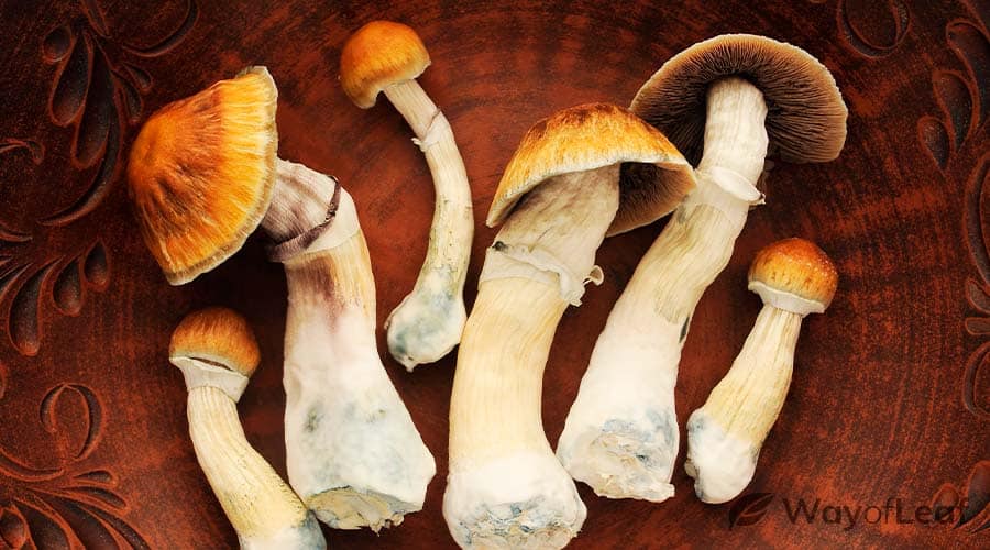 Buy Golden Teacher Mushrooms California
