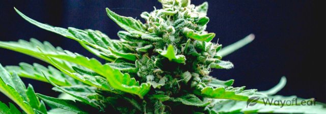 Slurricane Cannabis Strain Review