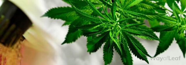 How to Grow Marijuana Using Aeroponics