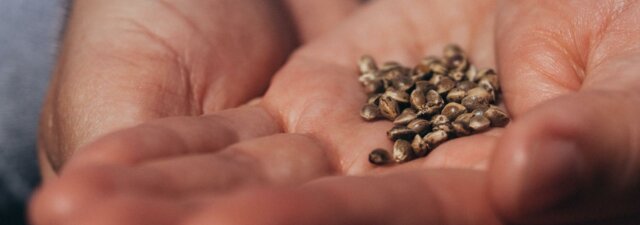 How To Germinate Weed Seeds in 8 Simple Steps