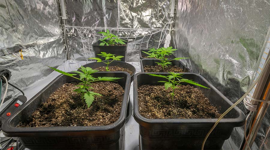 wol-article-pic-all-about-indoor-grow-tents-1